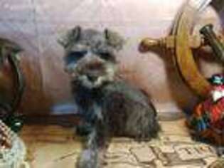 Mutt Puppy for sale in Rio Rico, AZ, USA