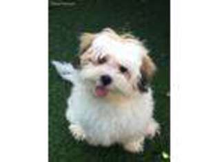 Lhasa Apso Puppy for sale in Gravette, AR, USA