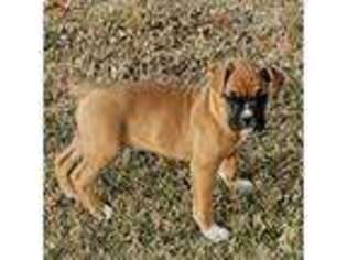 Boxer Puppy for sale in Eaton, CO, USA