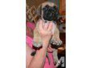 Mastiff Puppy for sale in BROWNWOOD, TX, USA