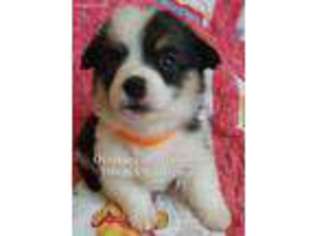 Pembroke Welsh Corgi Puppy for sale in Buckeye, AZ, USA