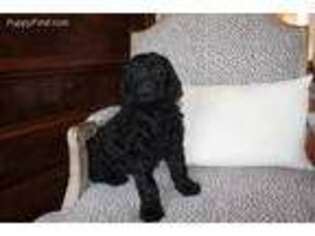 Goldendoodle Puppy for sale in Oxford, MS, USA