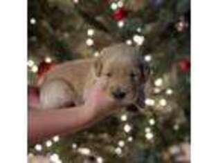 Golden Retriever Puppy for sale in Linden, TN, USA