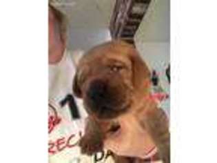 Labrador Retriever Puppy for sale in Sewell, NJ, USA