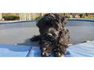 Portuguese Water Dog Puppy for sale in Paradise, PA, USA