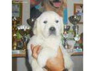 Golden Retriever Puppy for sale in Hildebran, NC, USA