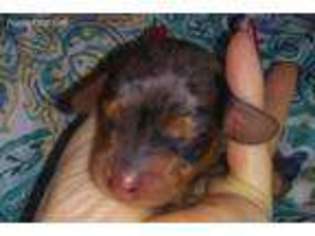 Dachshund Puppy for sale in Tiffin, OH, USA