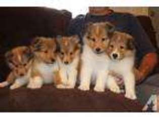 Shetland Sheepdog Puppy for sale in FACTORYVILLE, PA, USA