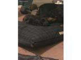 Doberman Pinscher Puppy for sale in Muskogee, OK, USA