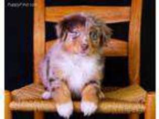 Australian Shepherd Puppy for sale in Brooklyn, MI, USA