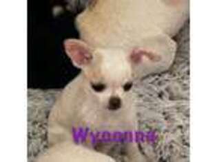 Chihuahua Puppy for sale in Farmington, NM, USA