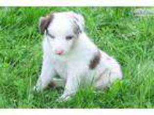 Border Collie Puppy for sale in Williamsport, PA, USA
