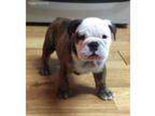 Bulldog Puppy for sale in Sherwood, MI, USA