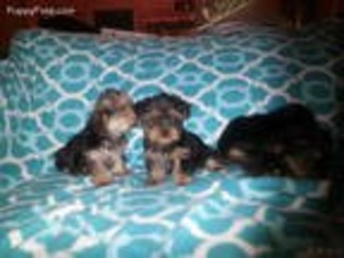 Yorkshire Terrier Puppy for sale in Savannah, TN, USA