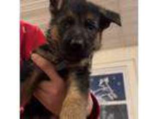 German Shepherd Dog Puppy for sale in High Point, NC, USA