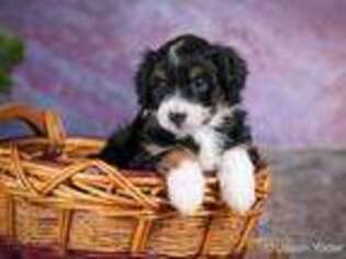 Mutt Puppy for sale in Lawrenceville, IL, USA