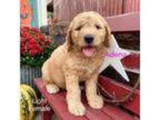 Goldendoodle Puppy for sale in Louise, TX, USA