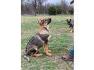 German Shepherd Dog Puppy for sale in Cedar Creek, TX, USA