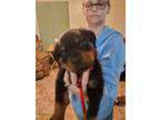 Rottweiler Puppy for sale in Pequot Lakes, MN, USA