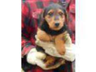 Airedale Terrier Puppy for sale in Hartville, MO, USA