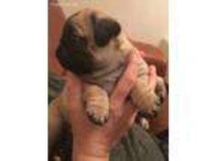Pug Puppy for sale in Silver Spring, MD, USA