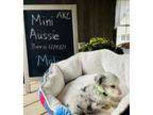 Miniature Australian Shepherd Puppy for sale in Colon, MI, USA