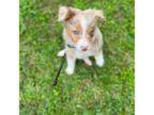 Australian Shepherd Puppy for sale in Edinburg, TX, USA