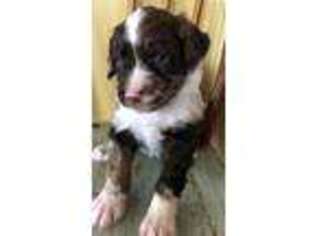 Mutt Puppy for sale in Newport, OR, USA