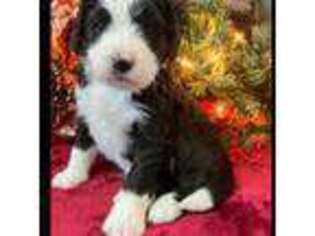 Bernese Mountain Dog Puppy for sale in Kingsport, TN, USA