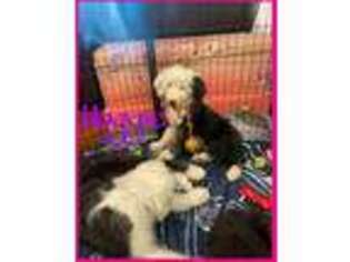 Old English Sheepdog Puppy for sale in Fayetteville, NC, USA