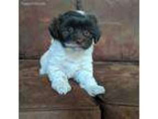 Havanese Puppy for sale in Ephrata, PA, USA