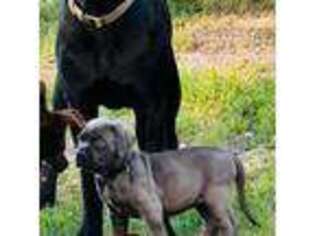 Cane Corso Puppy for sale in Vernal, UT, USA