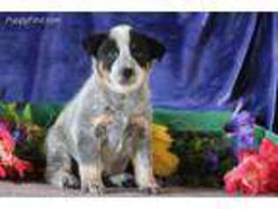 Australian Cattle Dog Puppy for sale in New Holland, PA, USA