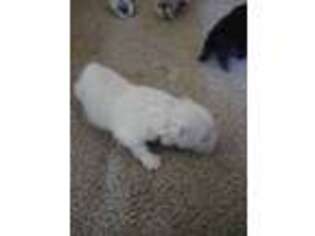 Pomeranian Puppy for sale in New Baltimore, MI, USA