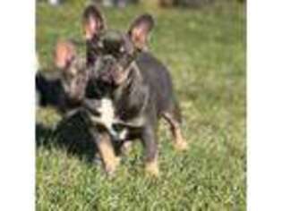 French Bulldog Puppy for sale in Streamwood, IL, USA
