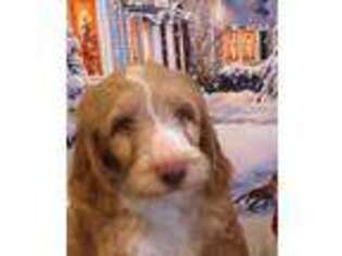 Labradoodle Puppy for sale in Villa Rica, GA, USA