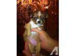 Chihuahua Puppy for sale in SUMMERFIELD, FL, USA