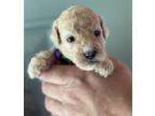 Goldendoodle Puppy for sale in Fitzgerald, GA, USA