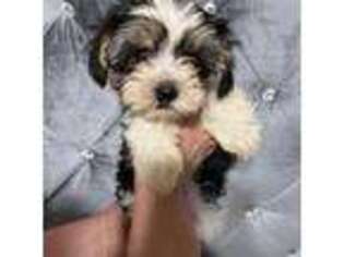 Biewer Terrier Puppy for sale in Gilbert, AZ, USA