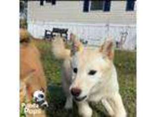 Shiba Inu Puppy for sale in Lakeland, FL, USA