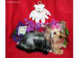 Yorkshire Terrier Puppy for sale in Phenix City, AL, USA