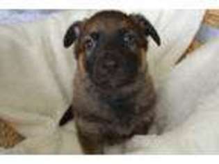 German Shepherd Dog Puppy for sale in Owenton, KY, USA
