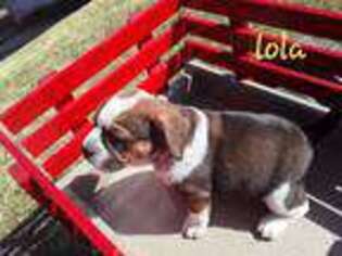 Beagle Puppy for sale in Townville, PA, USA