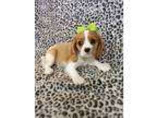 Cavalier King Charles Spaniel Puppy for sale in Marion, SC, USA