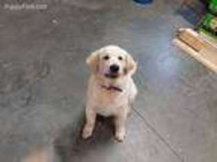 Mutt Puppy for sale in Greenup, IL, USA