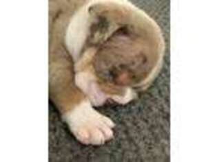 Bulldog Puppy for sale in Hugo, OK, USA