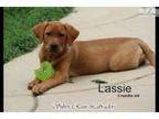 Labrador Retriever Puppy for sale in Columbus, OH, USA