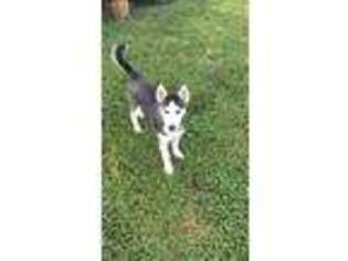 Siberian Husky Puppy for sale in Sweetwater, TN, USA