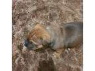 Mutt Puppy for sale in Courtland, VA, USA