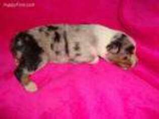 Miniature Australian Shepherd Puppy for sale in Lucasville, OH, USA